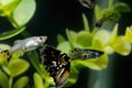 Guppy Multi Colored Fish Royalty Free Stock Photo