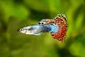 Guppy Poecilia reticulata colorful rainbow tropical aquarium fish Royalty Free Stock Photo