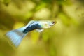 Guppy (Poecilia reticulata)