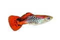 Guppy Red Tiger Guppy Poecilia reticulata colorful rainbow tropical aquarium fish