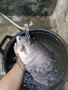 Gurame fish - freshwater fish - indonesian fish