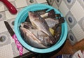 Gurame fish ready to cook