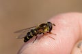 A gurgling fly sits on a finger