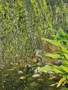 the gurgling water of the mossy pool wall Royalty Free Stock Photo