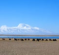 Gurla Mandhata Mount and herd of yaks in Tibet, China