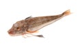 Gurnard fish