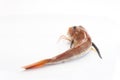 Gurnard fish or pesce gallinella Royalty Free Stock Photo