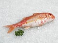 Gurnard, mullus surmuletus, Fresh Fish on Ice Royalty Free Stock Photo