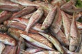 Gurnard, mullus surmuletus, Fresh Fish at Fish Stall Royalty Free Stock Photo