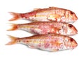 Gurnard, mullus surmuletus, Fresh Fishes against White Background Royalty Free Stock Photo