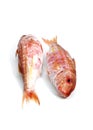 Gurnard, mullus surmuletus, Fresh Fishes against White Background Royalty Free Stock Photo