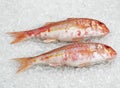 Gurnard, mullus surmuletus, Fresh Fishes on Ice Royalty Free Stock Photo