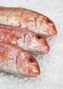 Gurnard, mullus surmuletus, Fresh Fishes on Ice Royalty Free Stock Photo