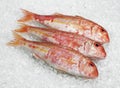 Gurnard, mullus surmuletus, Fresh Fishes on Ice Royalty Free Stock Photo