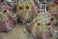 Gurney Claret-cup Cactus ready to Bloom Royalty Free Stock Photo