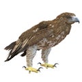 Gurney Eagle on white. 3D illustration