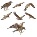 Gurney Eagle on white. 3D illustration Royalty Free Stock Photo