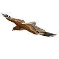 Gurney Eagle on white. 3D illustration