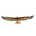 Gurney Eagle on white. Front view. 3D illustration Royalty Free Stock Photo