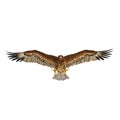 Gurney Eagle on white. Front view. 3D illustration Royalty Free Stock Photo