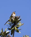 Gurneys Suikervogel, Gurney's Sugarbird, Promerops gurneyi Royalty Free Stock Photo