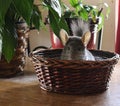 Violet chinchilla playing in a basket