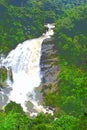 Gushing Milky White Water - Huge Waterfalls in Thick Forest - Illustration