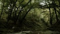 Gushing streams in the mountains. Creative.Water streams over the swam tall green trees that make up the river and Royalty Free Stock Photo