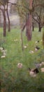 After the rain, Gustav Klimt