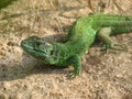 Guster lizard Royalty Free Stock Photo