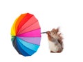 gusts of wind pulls out an umbrella from paws of a squirrel isolated on a white background Royalty Free Stock Photo