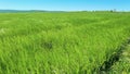 A gusty wind plays with green wheat in the field