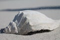 WIND BLOWN CONCH SHELL, ISLAND BEACH STATE PARK NJ