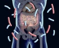 Gut bacteria , gut flora, microbiome. Bacteria inside the small intestine, concept, representation. Royalty Free Stock Photo