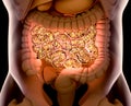 Gut bacteria , gut flora, microbiome. Bacteria inside the small intestine, concept, representation. 3D illustration