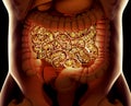 Gut bacteria , gut flora, microbiome. Bacteria inside the small intestine, concept, representation. Royalty Free Stock Photo