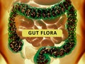 Gut bacteria, microbiome. Bacteria inside the large intestine, concept, representation. 3D illustration Royalty Free Stock Photo