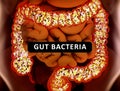 Gut bacteria, microbiome. Bacteria inside the large intestine, concept, representation. 3D illustration Royalty Free Stock Photo