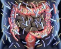 Gut bacteria, microbiome. Bacteria inside the large intestine, concept, representation.