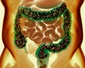 Gut bacteria, microbiome. Bacteria inside the large intestine, concept, representation. Royalty Free Stock Photo