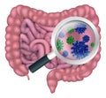 Gut Bacteria Probiotic Intestine Digestive Flora Royalty Free Stock Photo