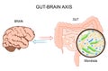 Microbiome Gut Brain Axis