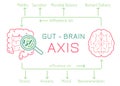 Gut - Brain AXIS landscape poster. Useful infographic. Royalty Free Stock Photo