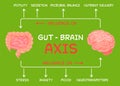 Gut - Brain AXIS landscape poster. Useful infographic. Human internal organs connection.