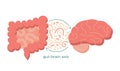 Gut-brain axis and microbiome concept. Enteric nervous system in human body, small and large intestine. Signals from