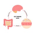 Gut brain connection