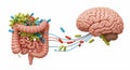 Gut Brain Connection - Exploring the Microbiomes Influence Royalty Free Stock Photo