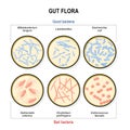 Gut flora. Bad bacteria: Clostridium, Enterococcus, Salmonella and Good bacteria: Lactobacillus, Bifidobacterium, Escherichia coli