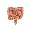 Gut human digestive system Royalty Free Stock Photo