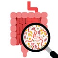 Gut microbiome concept with a magnifying glass examining the human intestine microbiota